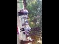 Tibetan dance