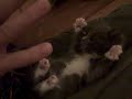 Un chat très joueur