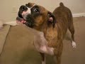 Jersey funny bark 2