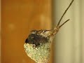 Baby Hummingbirds