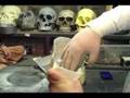 Cheap Easy skulls