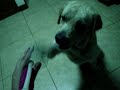 Arfie High Five (part 2)