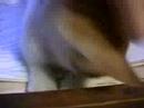 New Kitten