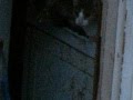 Corner Brook cats