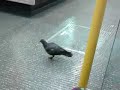 Why fly when you can take the tube?