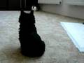 video15