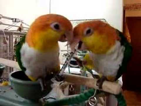 the argument Caique