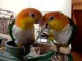 the argument  Caique