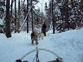 chien de traineaux