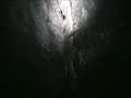 Gecko Forest #1