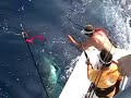 300 pound Blue at Boat side with a Tag, on the Get