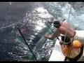 300 pound Blue at Boat side with a Tag, on the Get Lit