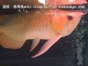 ?????? ???2?? ?????4? ?????? LOVE FISH??? ?????? ???2?? ?????4? ?????? LOVE FISH???