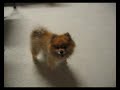pomeranian vs. lion fighting style