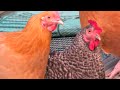 Chickens