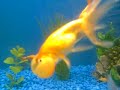 fish 1