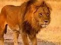 African Safari Travel & Tours Photo Album 1