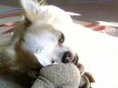 Lovely dog