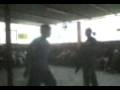 videos de MAKARENKO-Celeste