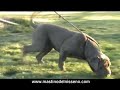 Itaca Del Feudo Nisseno Neapolitan Mastiff