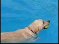 Smart dog pool ball game