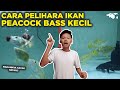 Src.Ikan Untuk Ikan Hias Adalah