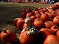 videos de Zach at Pumpkin farm