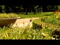 Click here to watch this video Nikon D3200 video test
