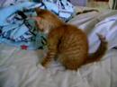 tired little kitty.