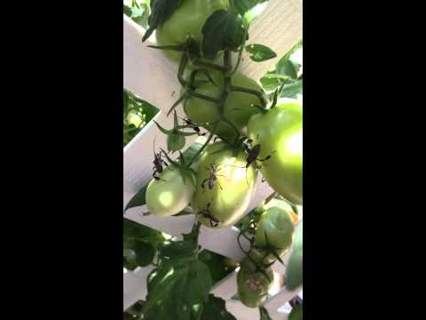 how to grow tomatoes in houston tx