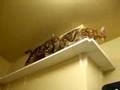 20-bengal-cat-games