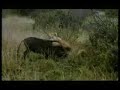 Lioness vs Warthog Lioness vs Warthog