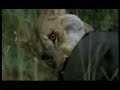 lioness vs warthog