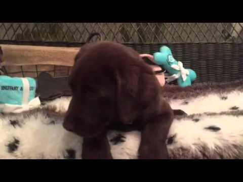 Rich chocolate color, lab puppy