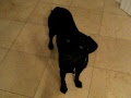 THE MOST CUTE LAB (CHIBI)