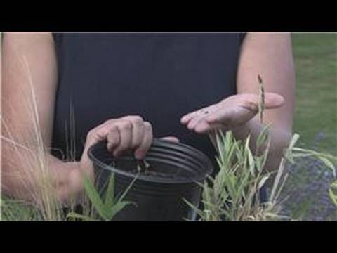 how to plant flax