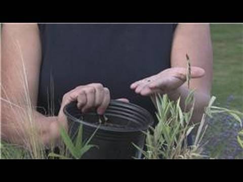 how to grow flax seed