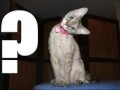 LolCatz - Part 3