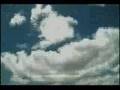 Attacked by a Wedge Tailed Eagle