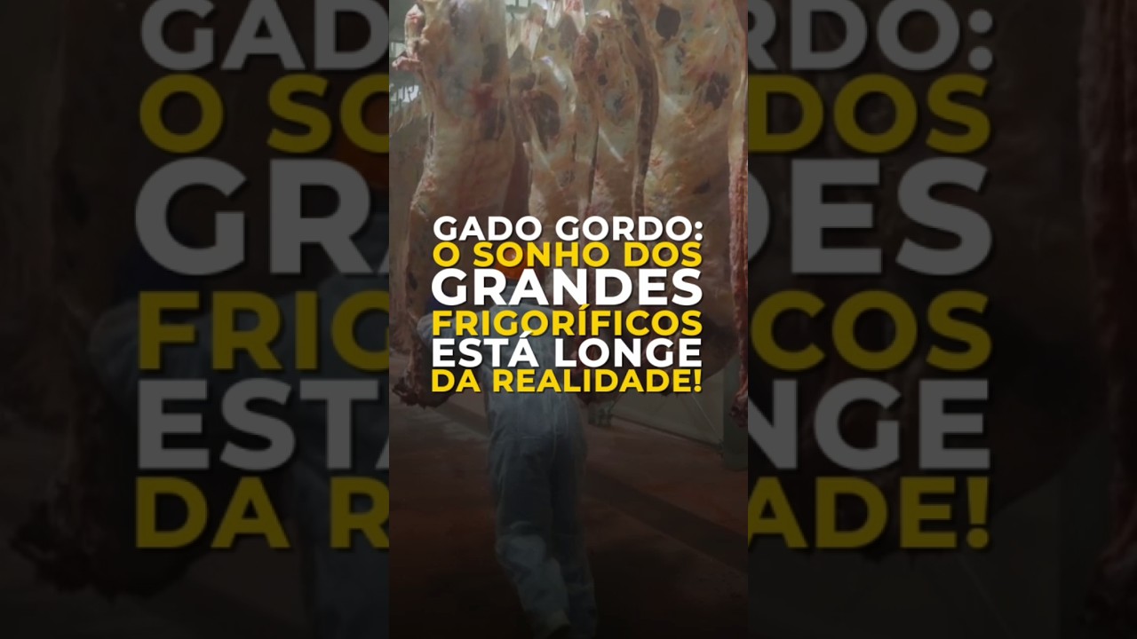GADO GORDO: O SONHO DOS GRANDES FRIGORÍFICOS ESTÁ LONGE DA REALIDADE!