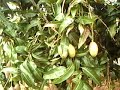 Mangas em Aracangu�