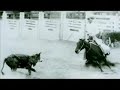 without a doubt, one of the best known early aqha cutting horses of all time. she was reserve ncha champion 5 times, in the top ten 9 times, escaped death once when she coliced under don dodge's ownership and had to be rushed into surgery, escaped death a second time when she was left abandonded in a trailer, and escaped death yet a third time when her last owners, upon seeing her for the first time, wanted to put her down. the jensen's attending vets convinced them to give her a chance. after three years, the effects of the hormones she was under while showing finally subsided, and she was in foal for the first time. sadly, she only produced two foals, but both went on to found a dynasty that still exists today.