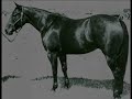 without a doubt, one of the best known early aqha cutting horses of all time. she was reserve ncha champion 5 times, in the top ten 9 times, escaped death once when she coliced under don dodge's ownership and had to be rushed into surgery, escaped death a second time when she was left abandonded in a trailer, and escaped death yet a third time when her last owners, upon seeing her for the first time, wanted to put her down. the jensen's attending vets convinced them to give her a chance. after three years, the effects of the hormones she was under while showing finally subsided, and she was in foal for the first time. sadly, she only produced two foals, but both went on to found a dynasty that still exists today.