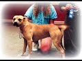 The Dogs of Hurricane
