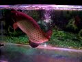 my-arowana-eating-dried-shrimp.html