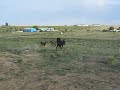 rayvn and herd.mov