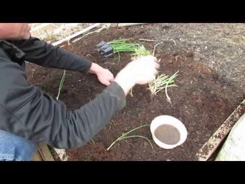 how to transplant onion seedlings