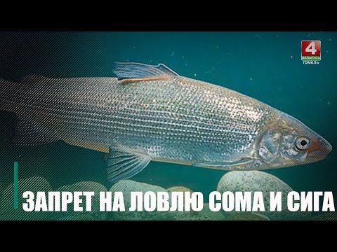 С 1 ноября в Беларуси вводится запрет на ловлю европейского сома и сига чудского видео