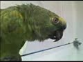 Papagaio cantando Hino Nacional e Pisa na Ful�  n� 2