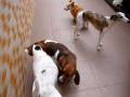 videos de Zico na DogWalker Parte 2